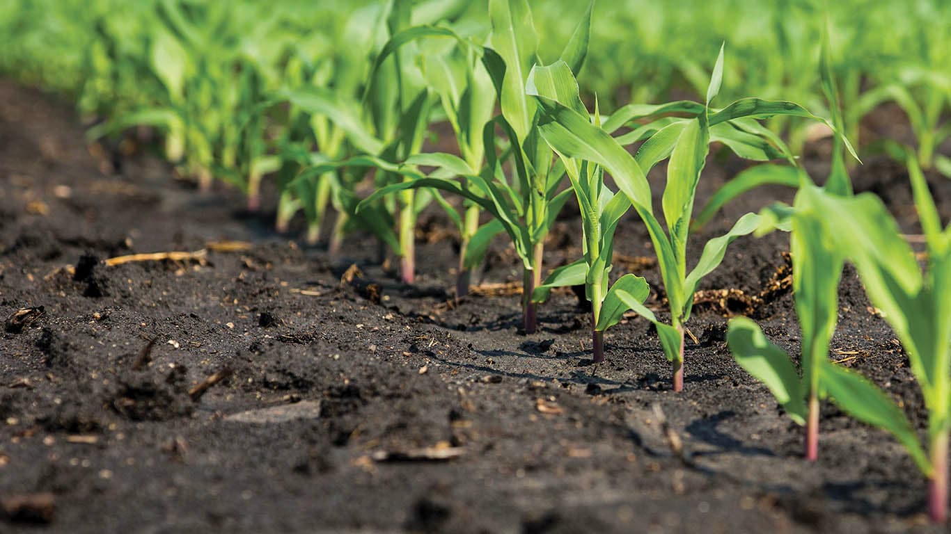 Close up of harvest growing in soil 