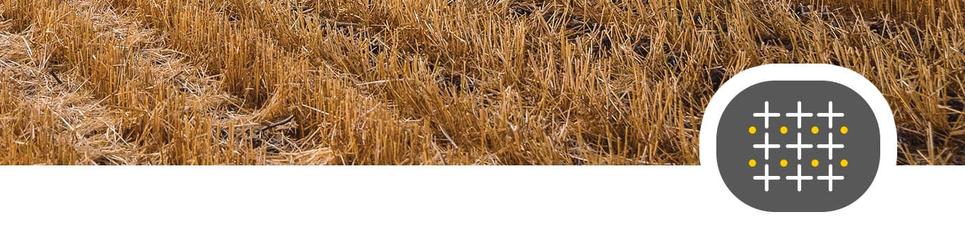 View of a wheat field 