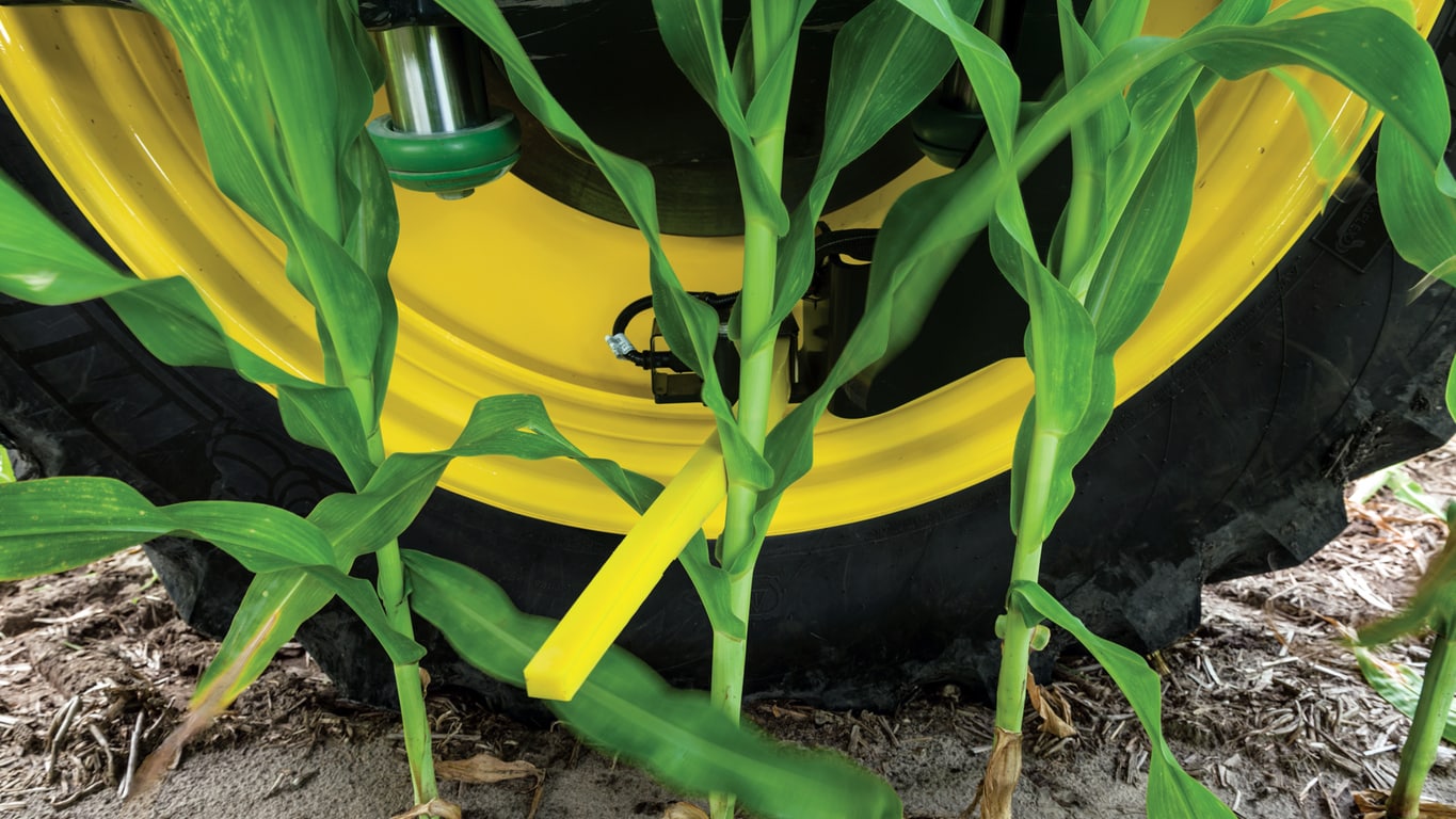 close up image of corn stalks close up image of corn stalks