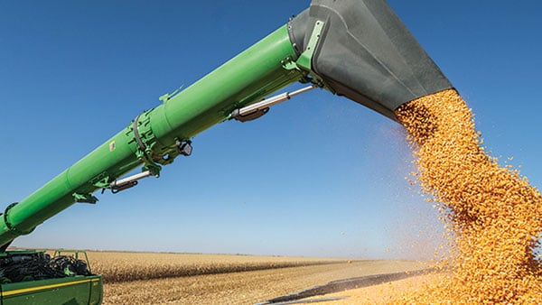 A green grain auger pours golden corn kernels into a truck against a clear blue sky and a vast agricultural field.