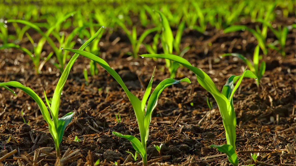 Ground-level view of young corn plants growing in dark soil.
