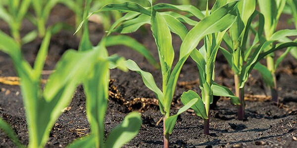 image of plants growing