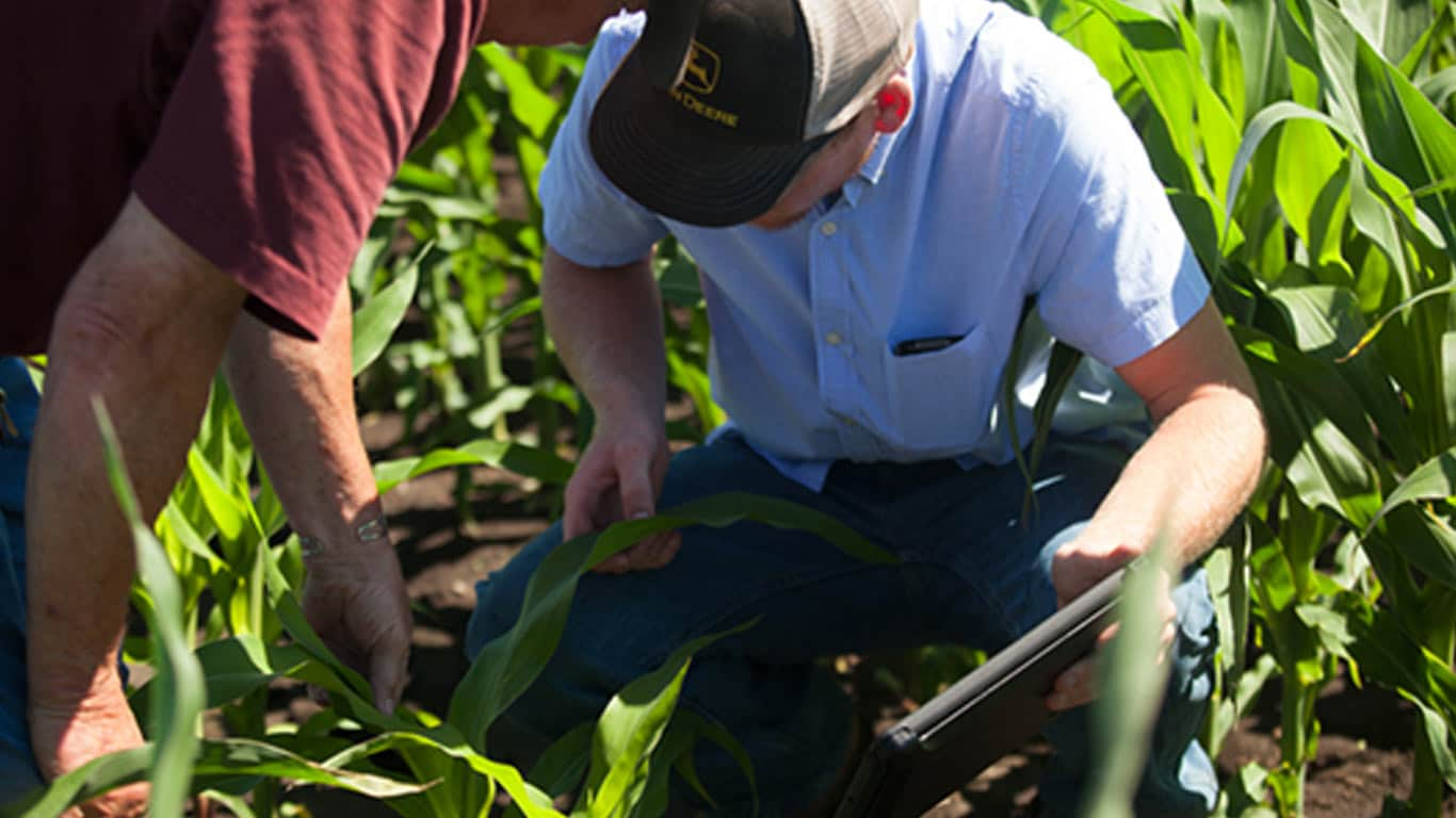 men looking at corn field