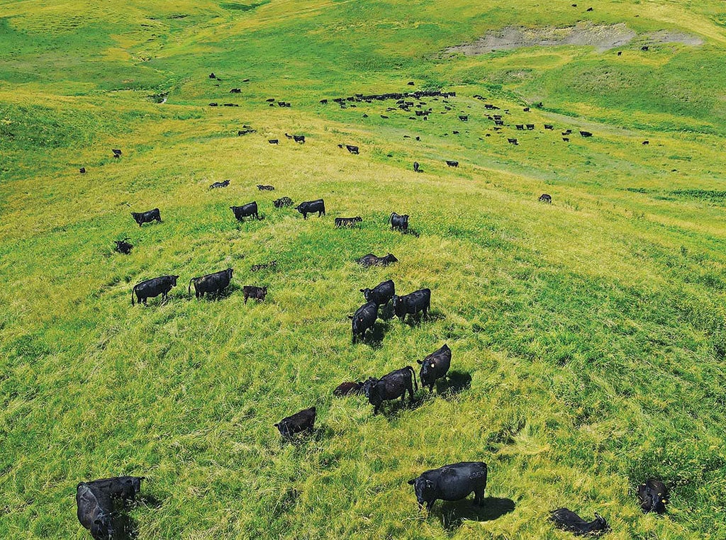 cows in pasture