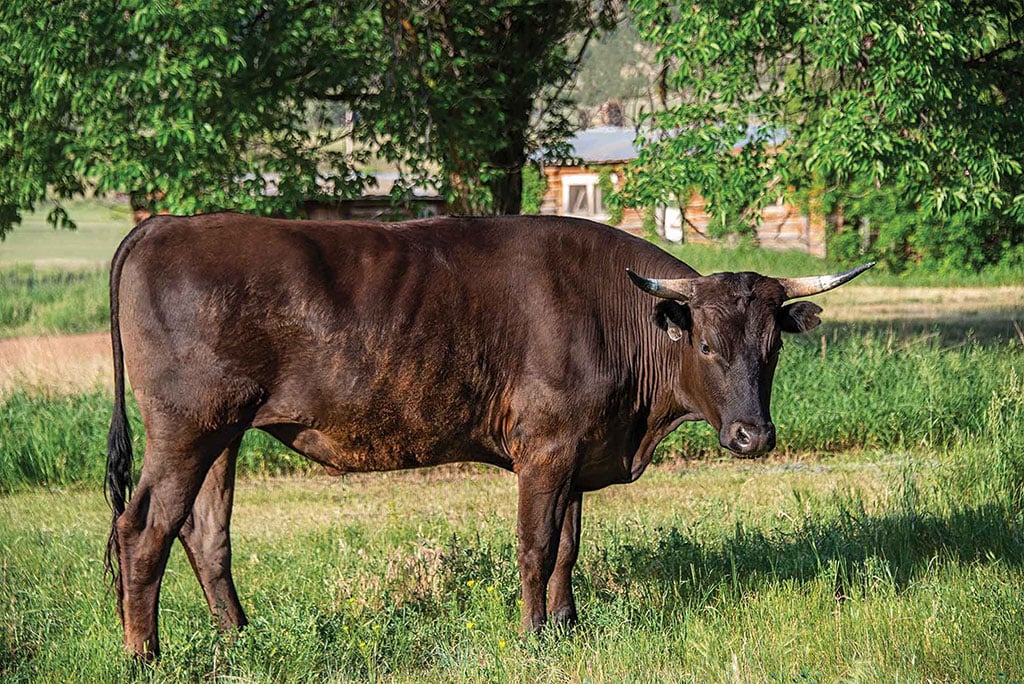 Wagyu cow