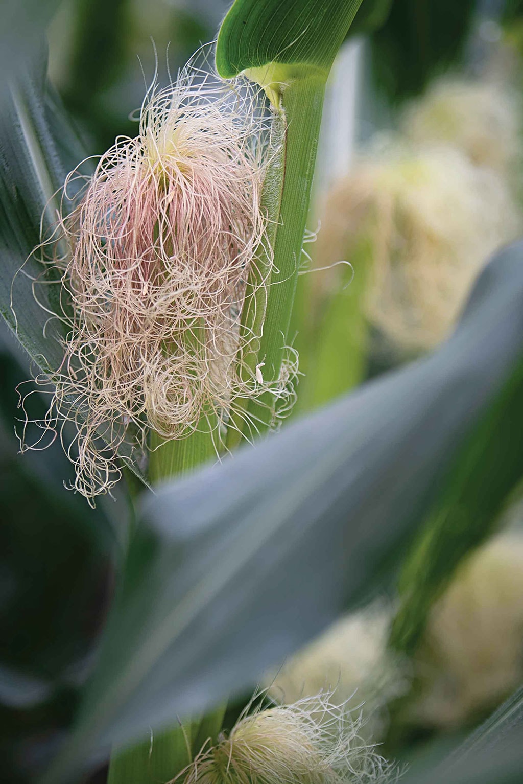 corn stalk