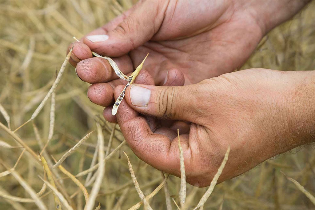 man holding canola pod