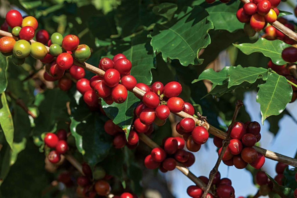 Coffee beans