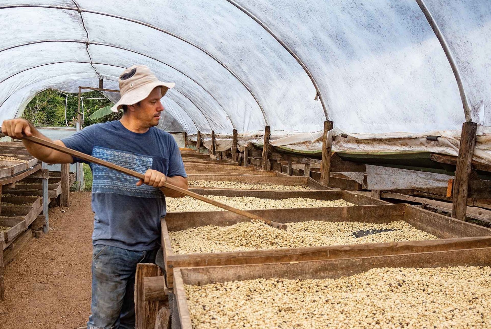 Man raking coffee beans