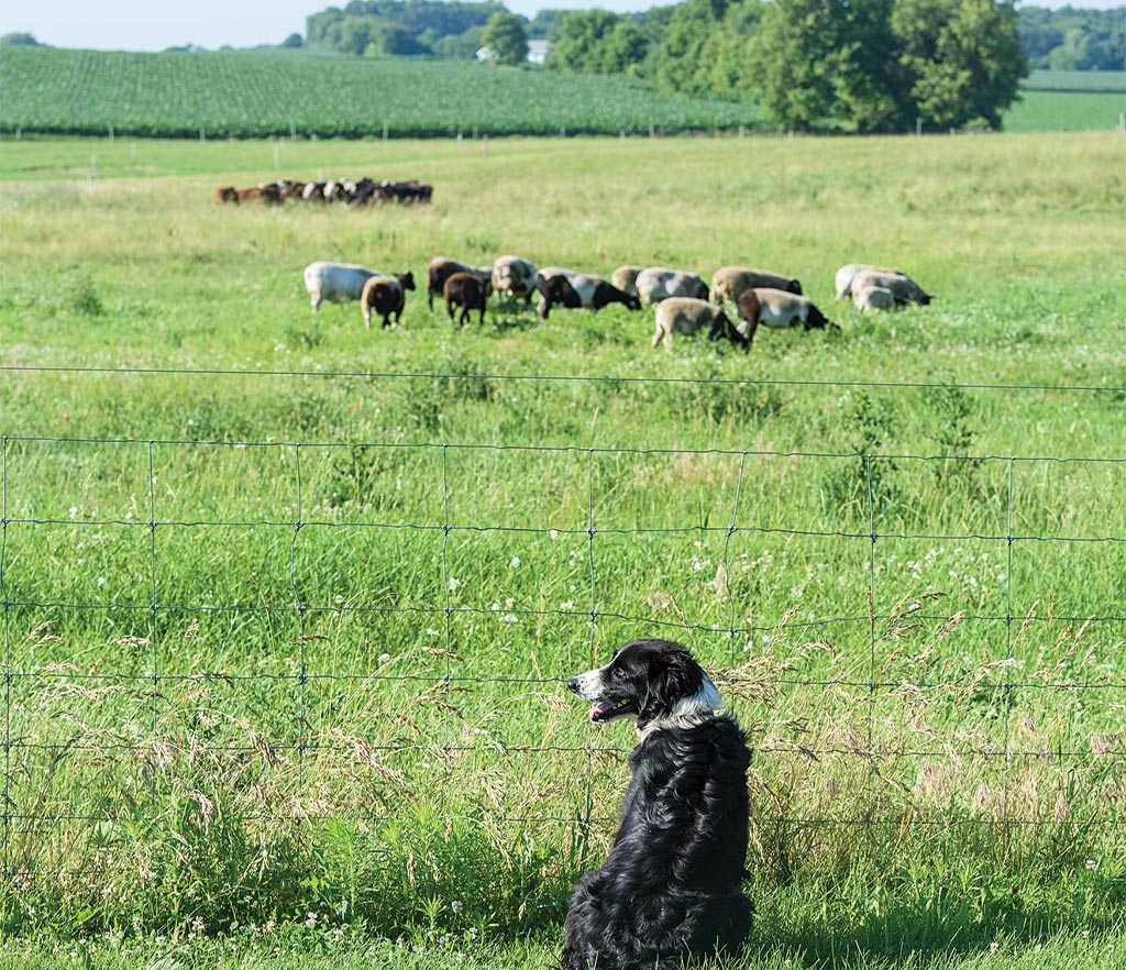 dog and cows in the field