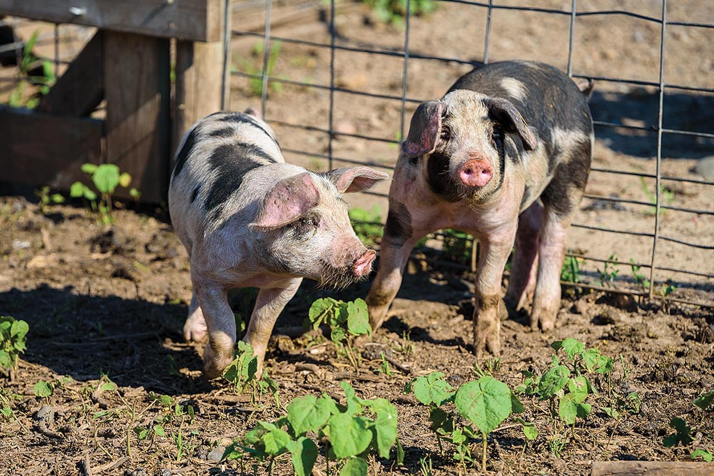 pigs on the farm