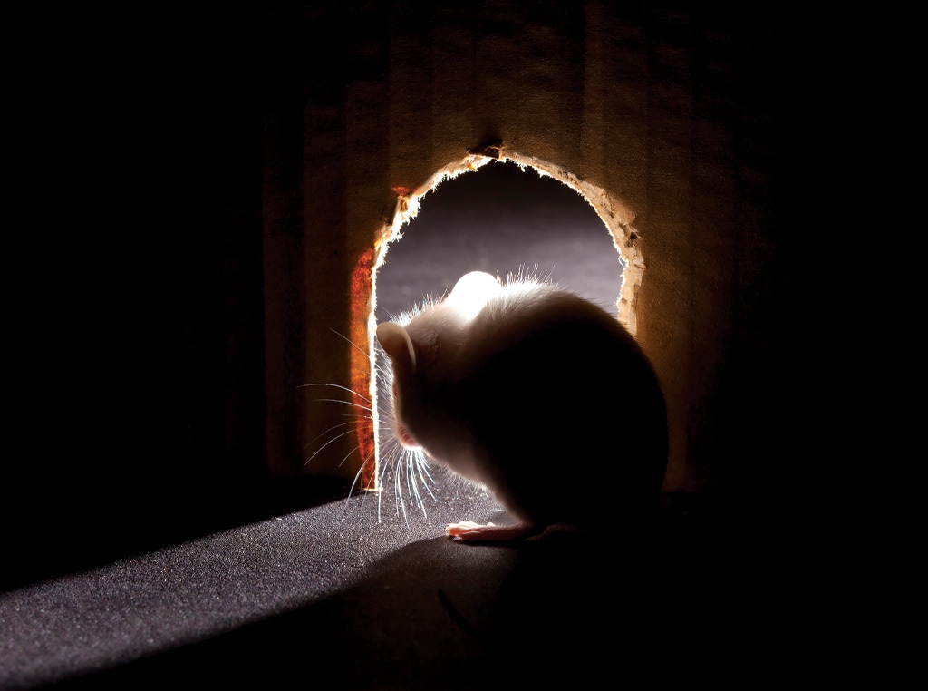 mouse in hole with light behind it photo