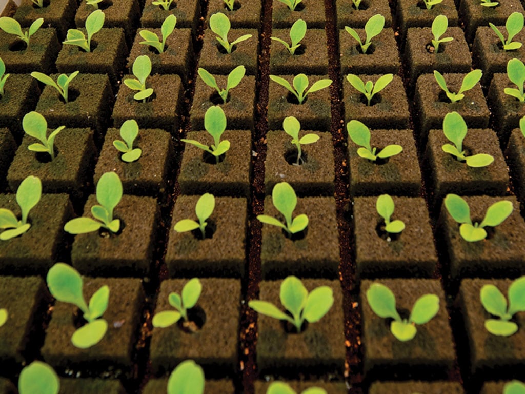 lettuce shoots growing in greenhouse photo