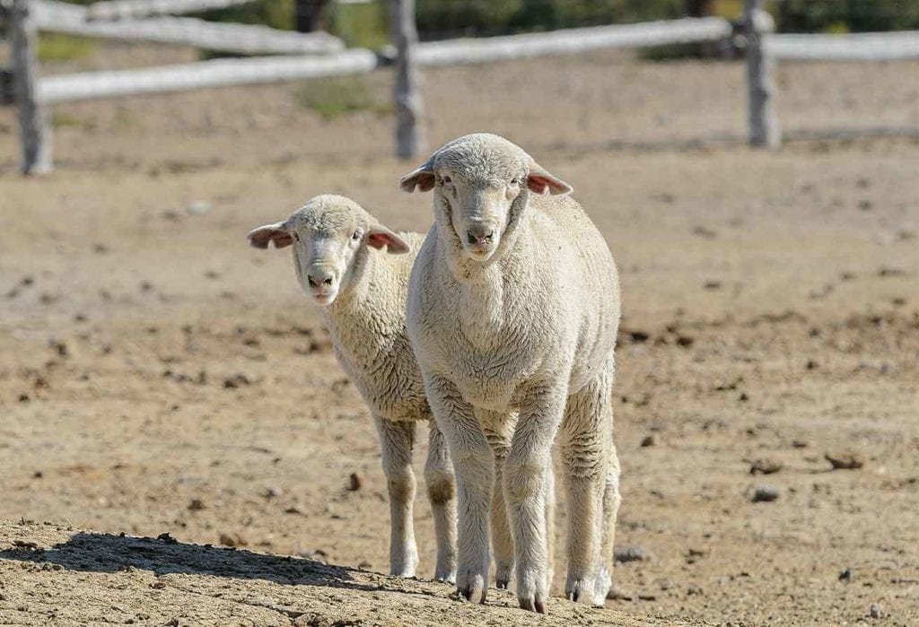 Lambs in field