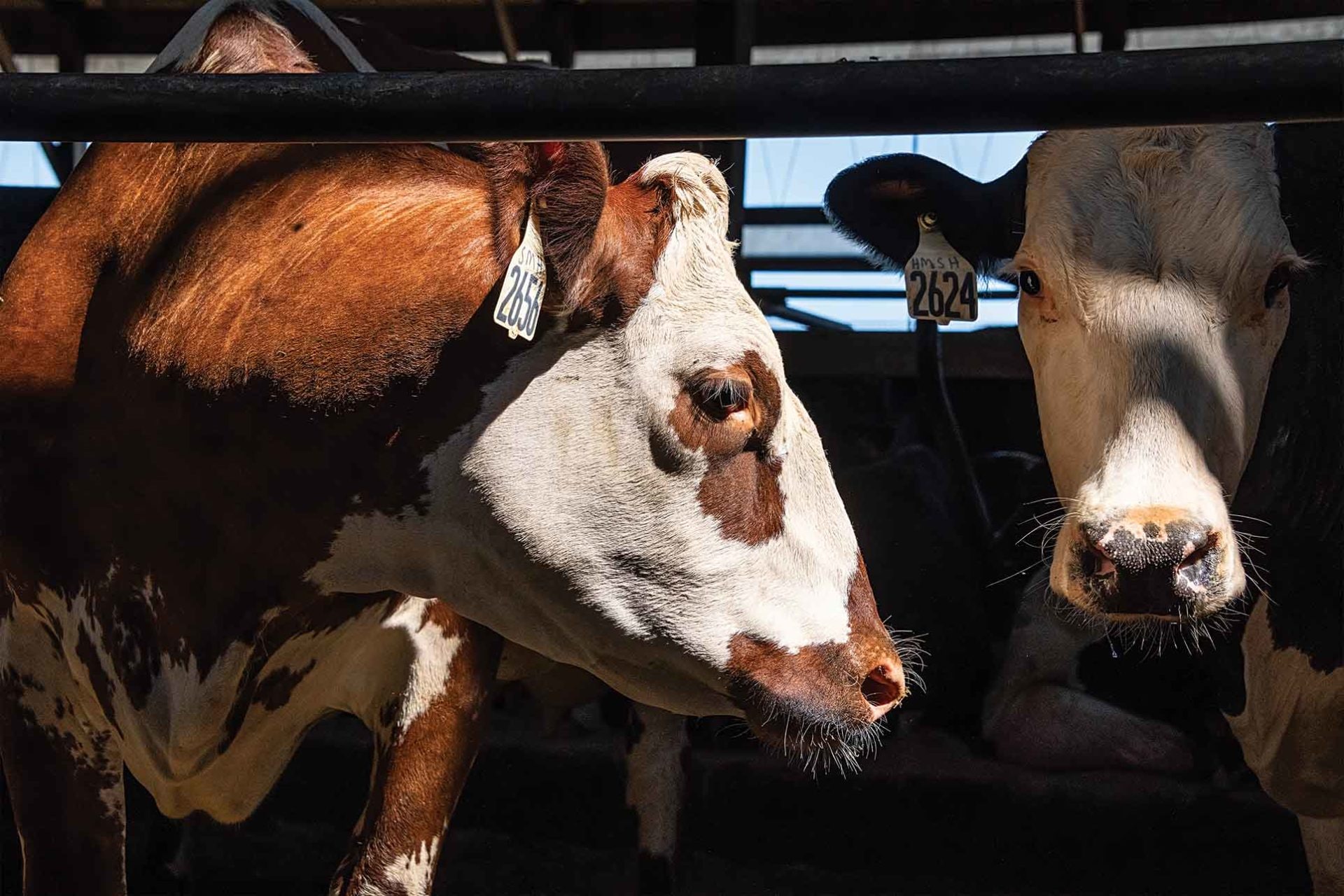 cows in stall looking at camera