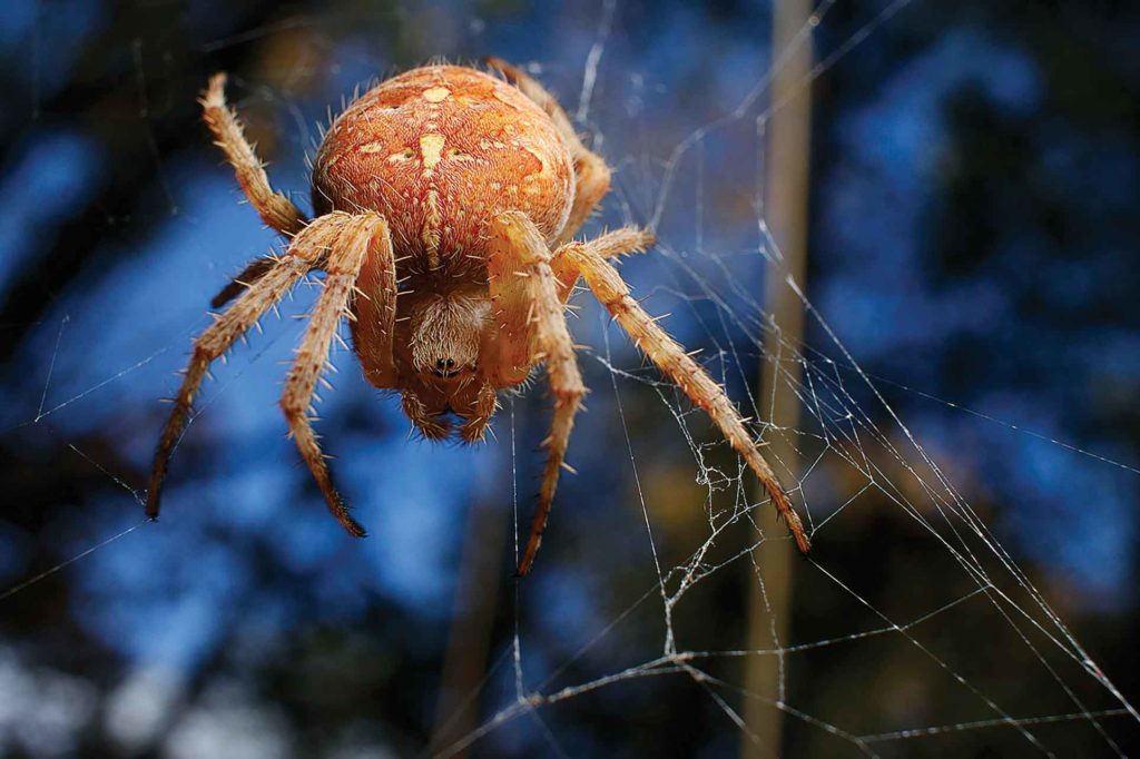 Diadem Orb Weaver spider