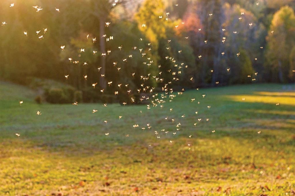 Cloud of mosquitoes