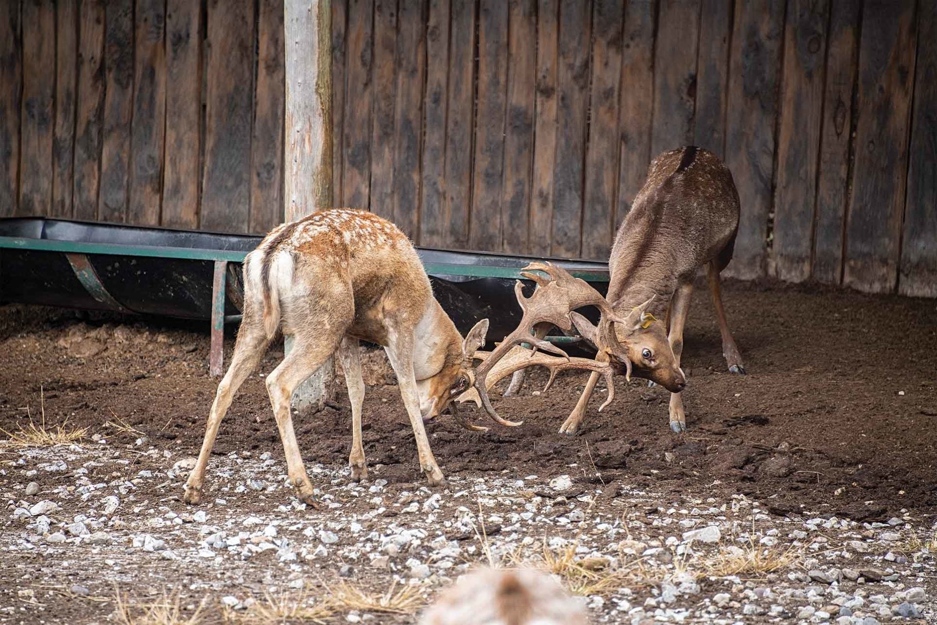 two deer headbutting on a dirt patch with their antlers interlocked