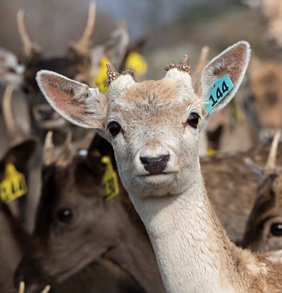 Fallow deer with ear tag