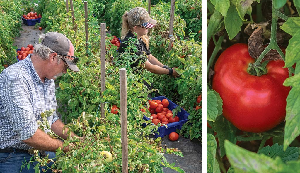 man and women picking tomatoes