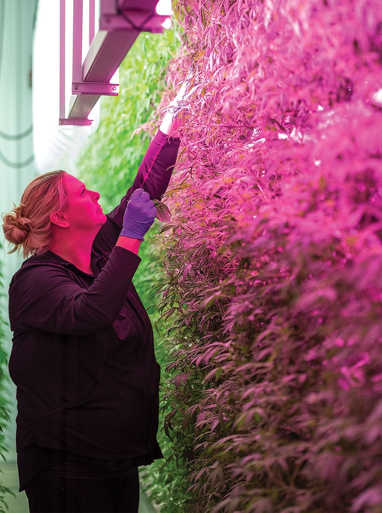 Kara Elliott, Ortenblad’s daughter, prunes the cloned plants in a section where they are testing LED lights