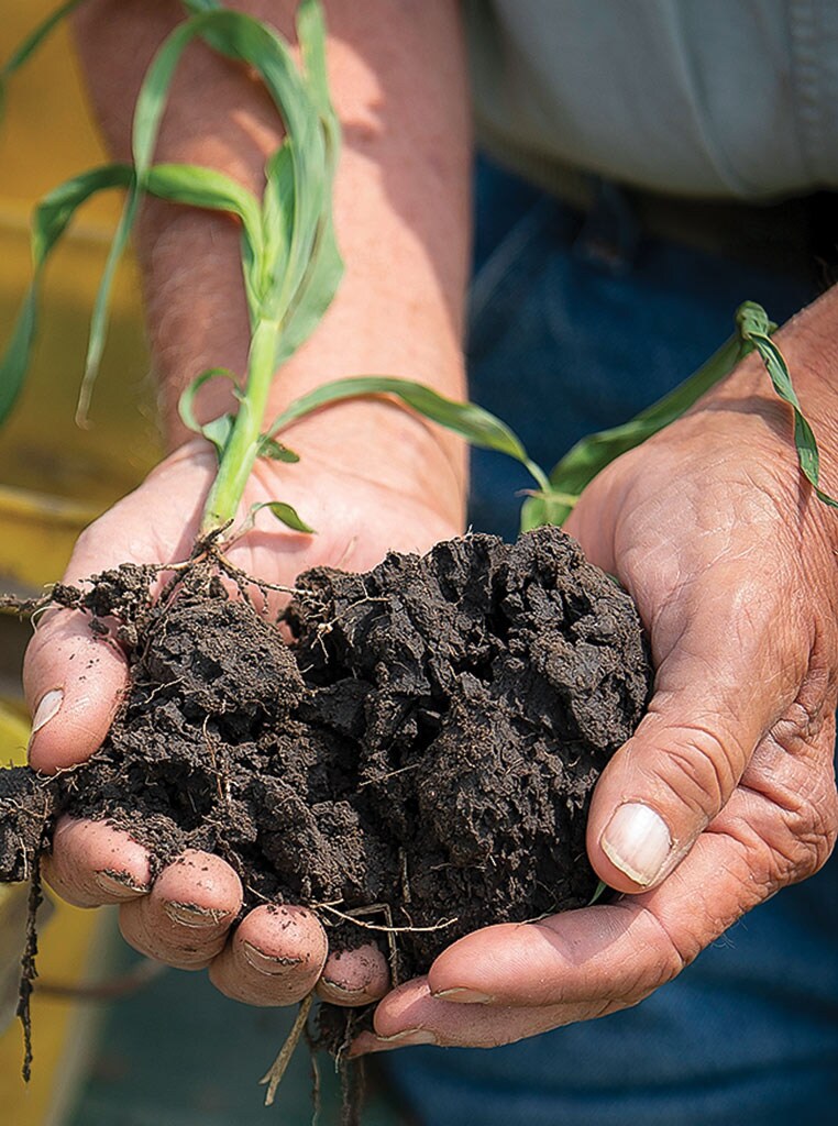 two hands hold soil and a plant