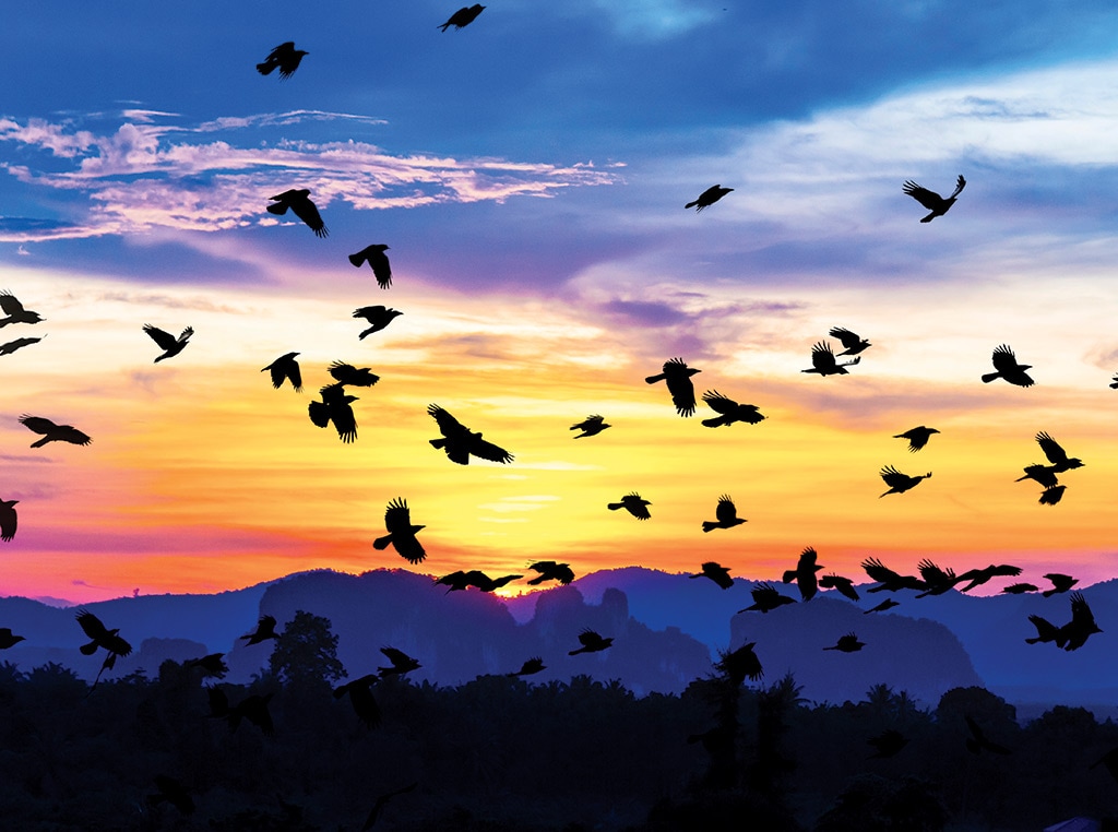 birds flying by sunset
