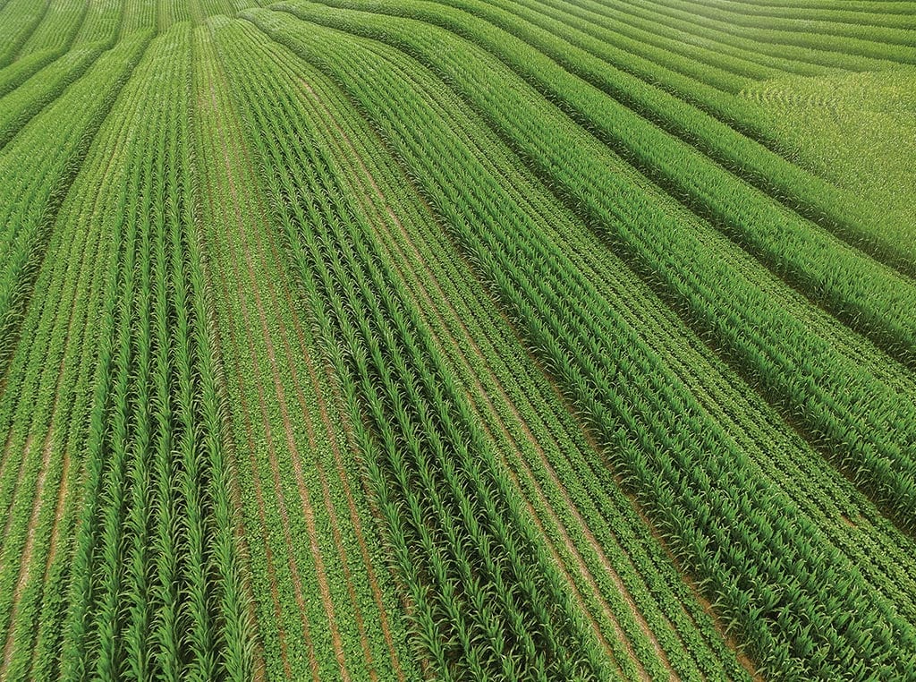 alternating rows of corn and soybeans