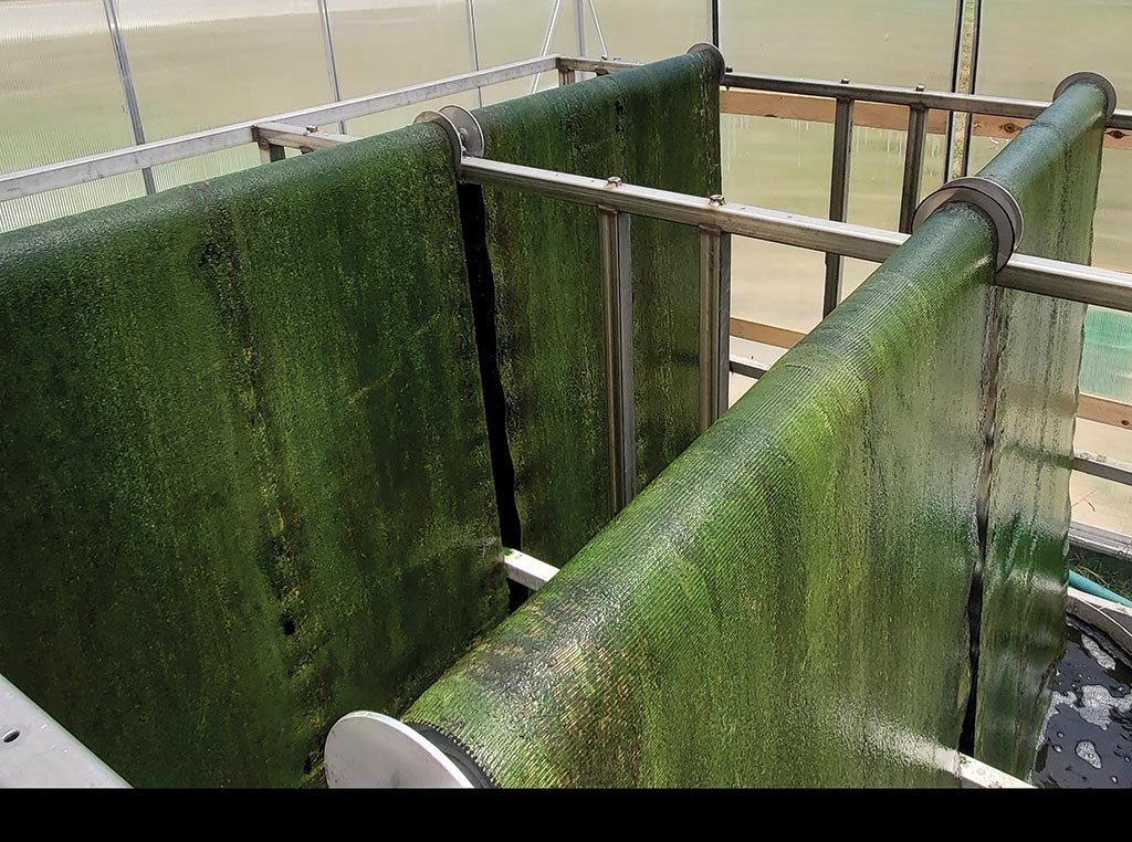 algae being processed