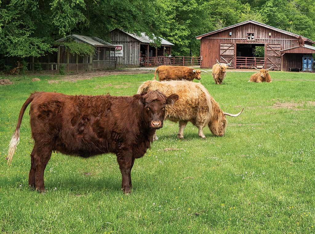 Several Highland cattle in a field