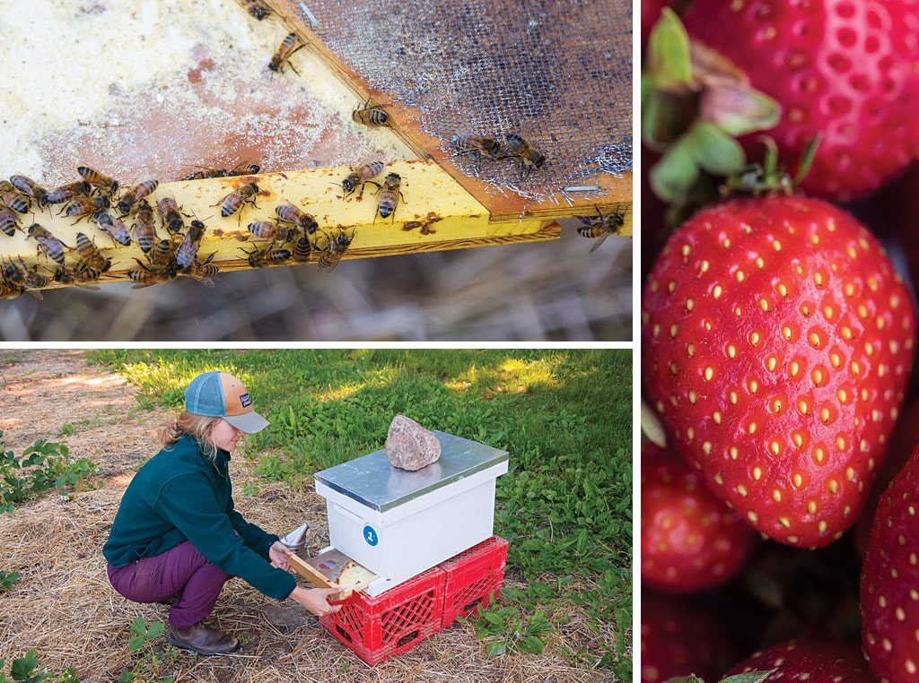 Willis Chan’s study is testing a variety of honeybee hive modifications for bee vectoring. BVT is the only company that has received approval by the  EPA to deliver biocontrol agents via bee vectoring