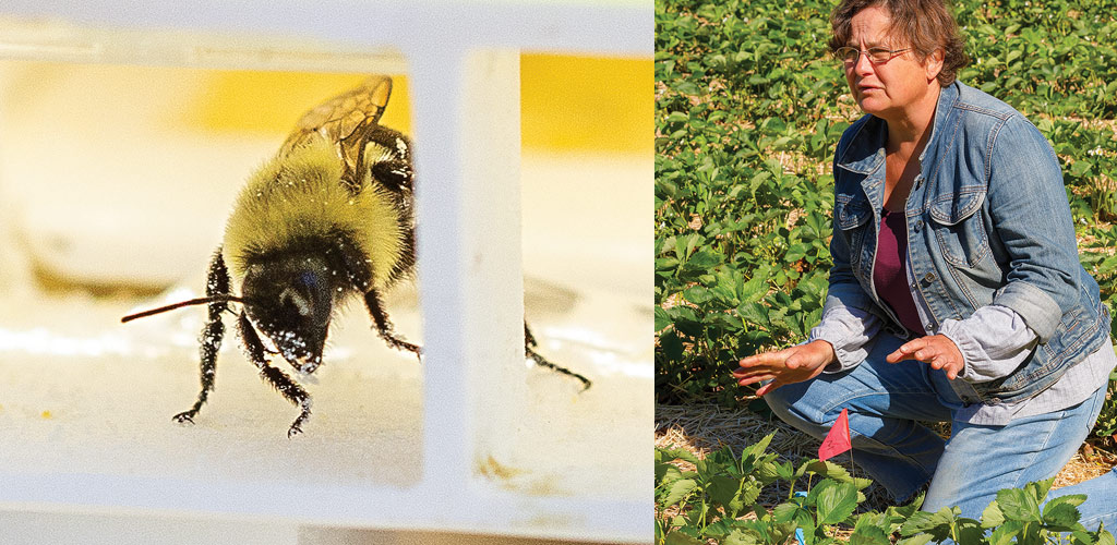 The product is placed in special cartridges that the bees have to pass through as they leave the hive. Dr. Sue Willis Chan says that the process works for any crops that use bees for pollination.