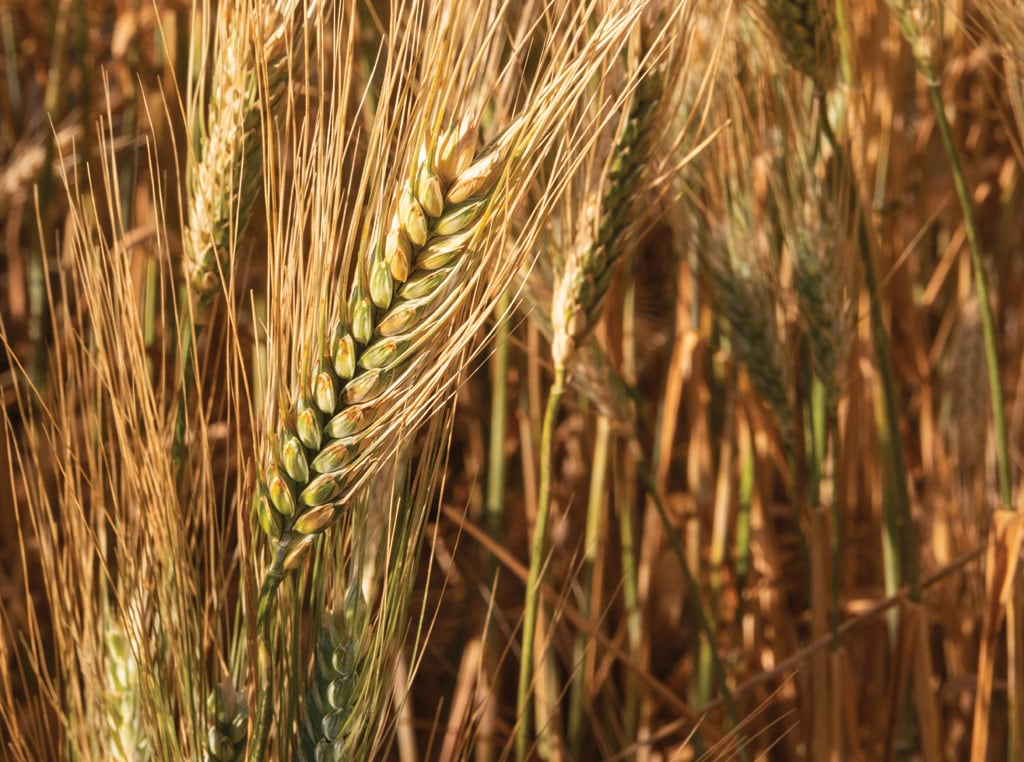 Newly developed varieties of durum wheat may be an alternative crop for winter wheat growers in Kansas. 