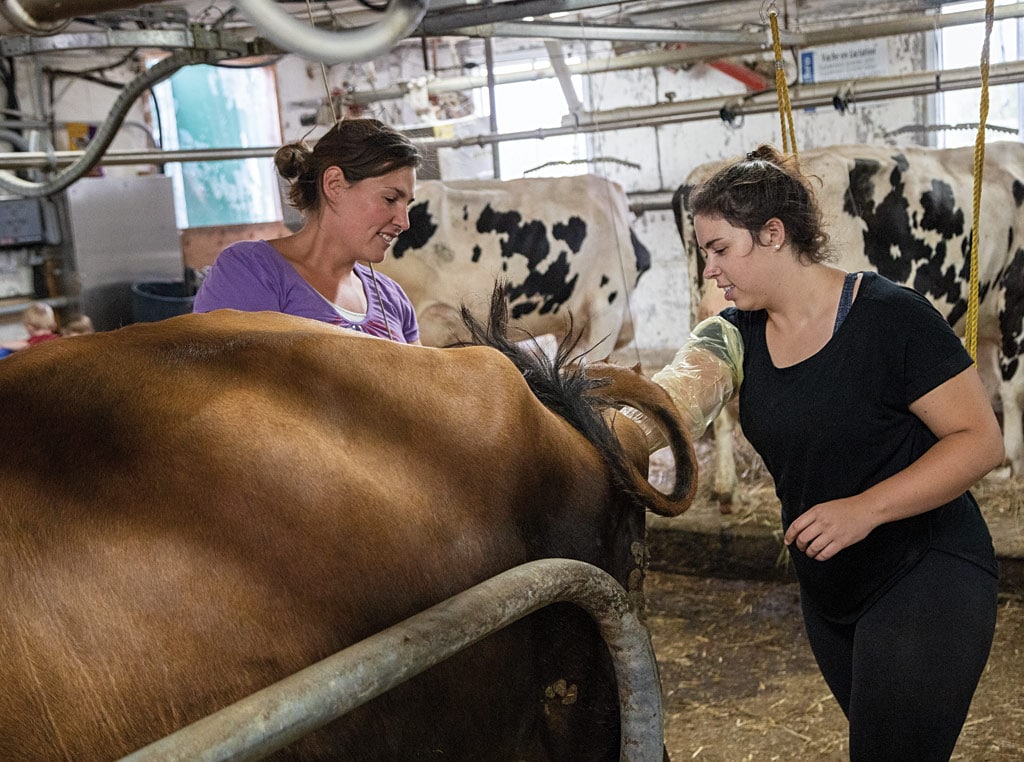 Arm deep inside the cow, Caroline Ferland could feel the calf’s nose was already entering the birth canal. 