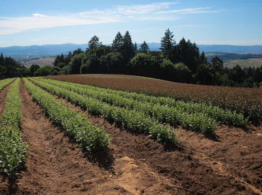 Field with crops