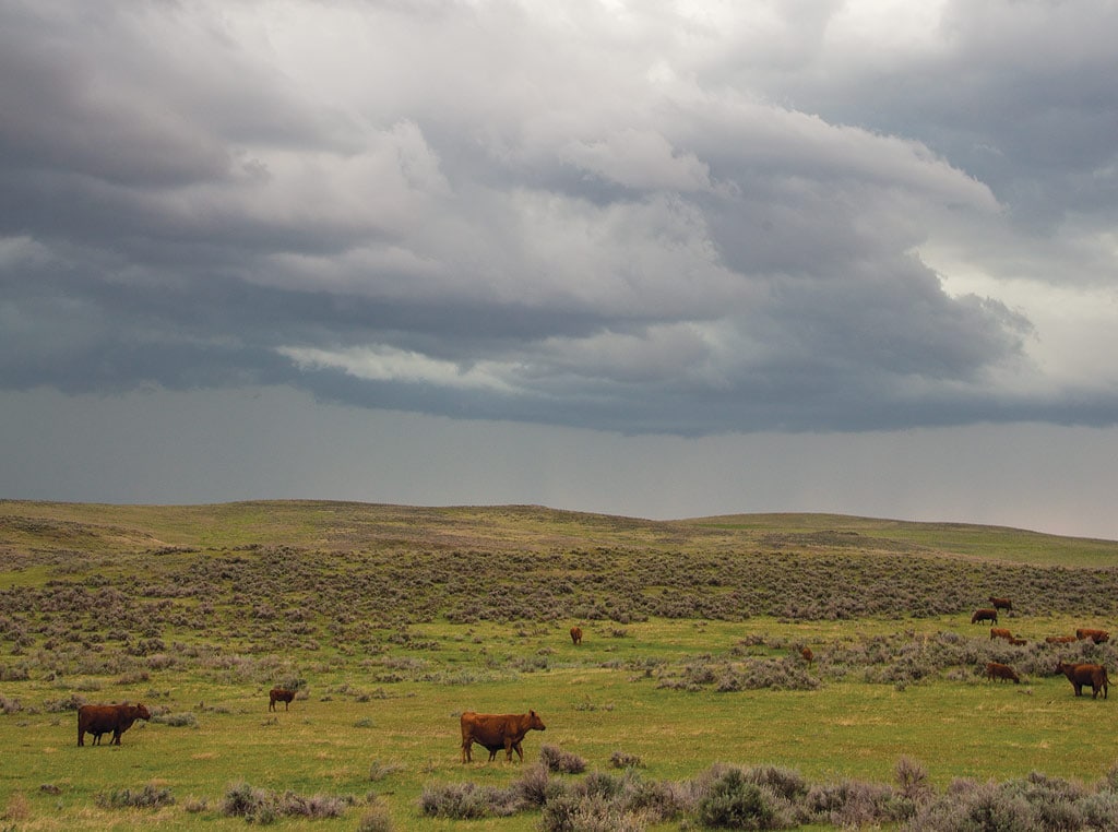 Cloud image with cows below