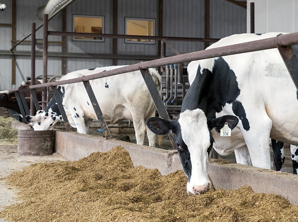 Cows for guests to look at