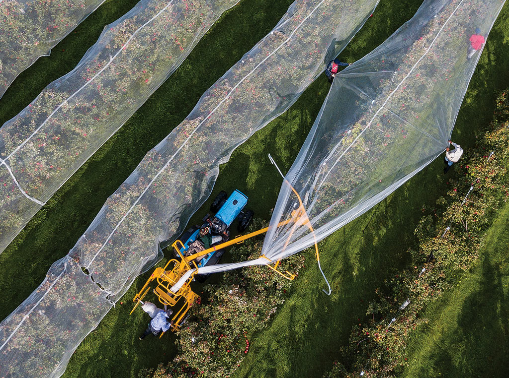 Netting covering orchard crop