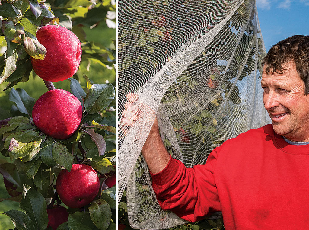 workers protect orchard with netting