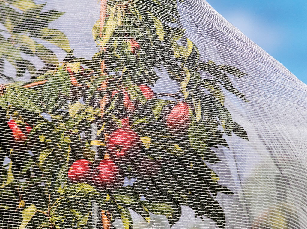 Netting covering orchard crop