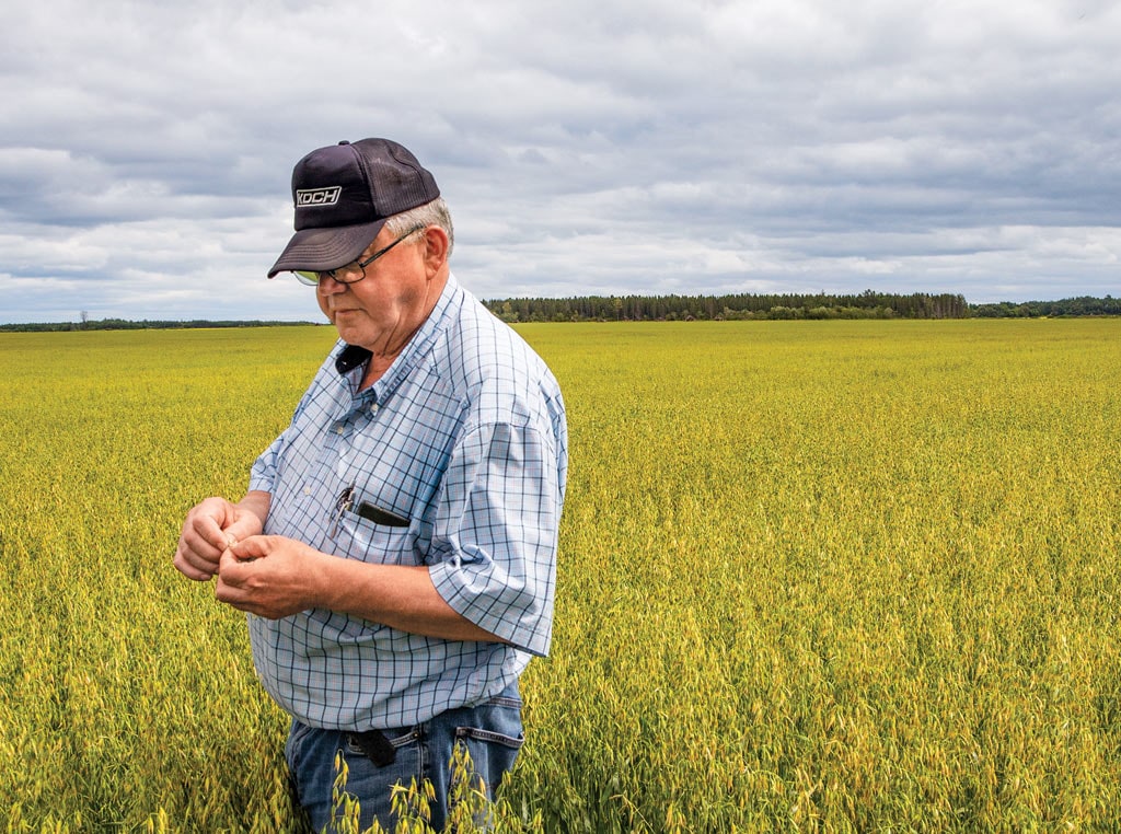 Man in oat field