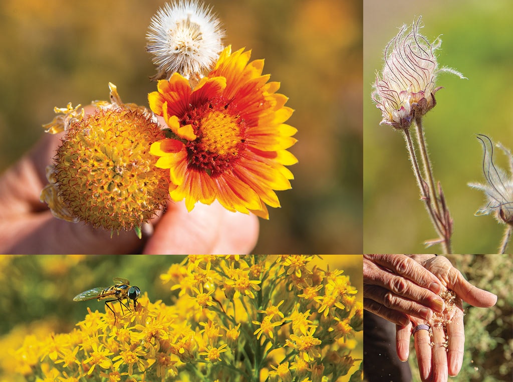 various flowers of the prairie and hands