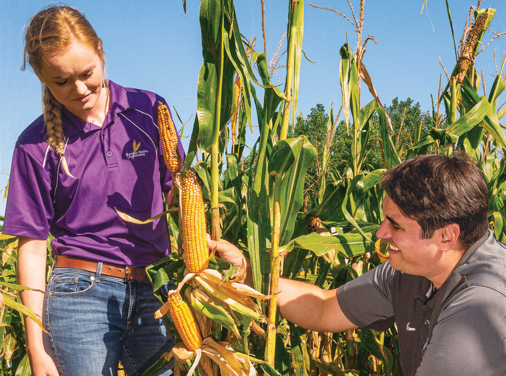 Woman and man in corn field working