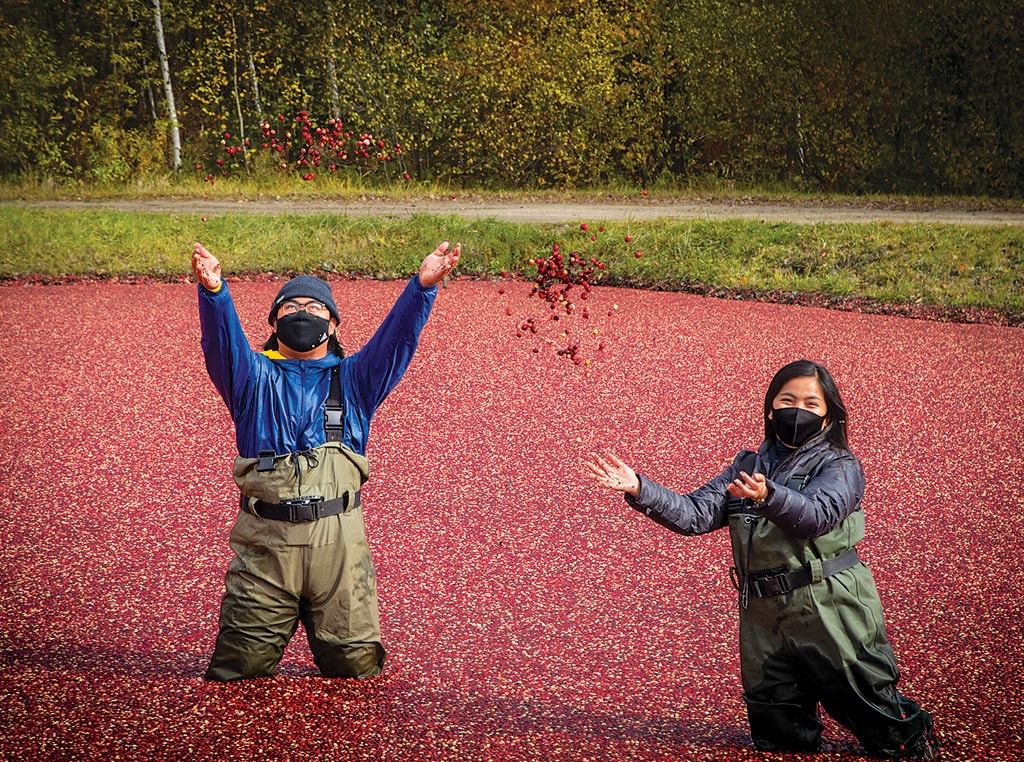 Cranberry harvest 