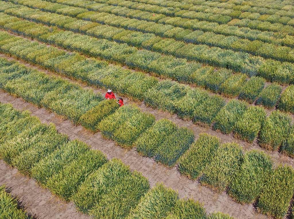 wheat field