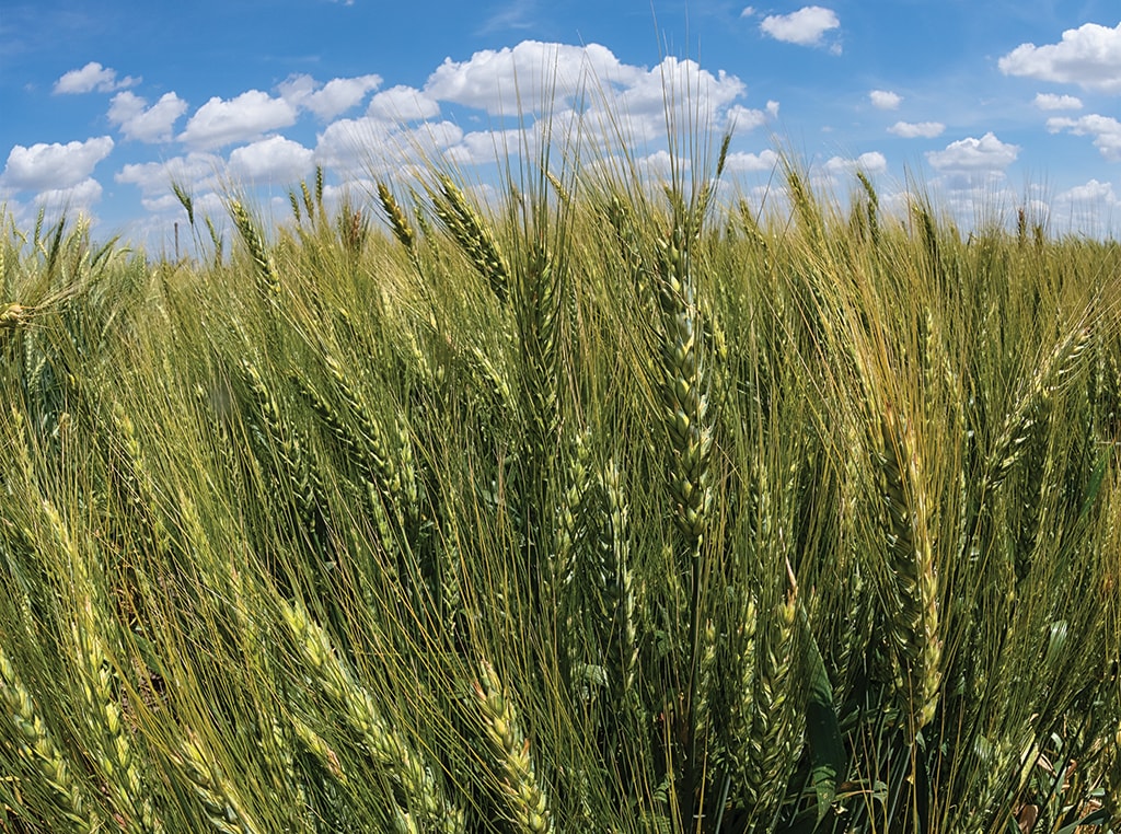 wheat growing in field photo