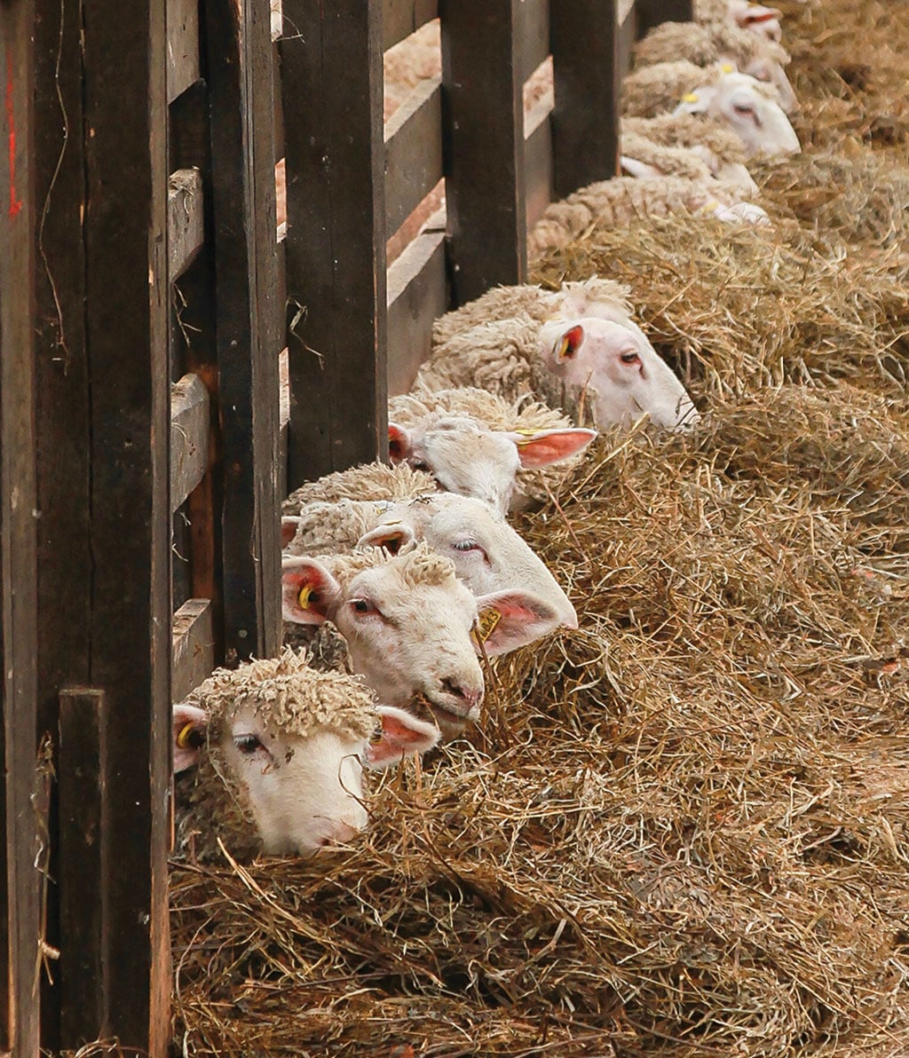 sheep eating hay