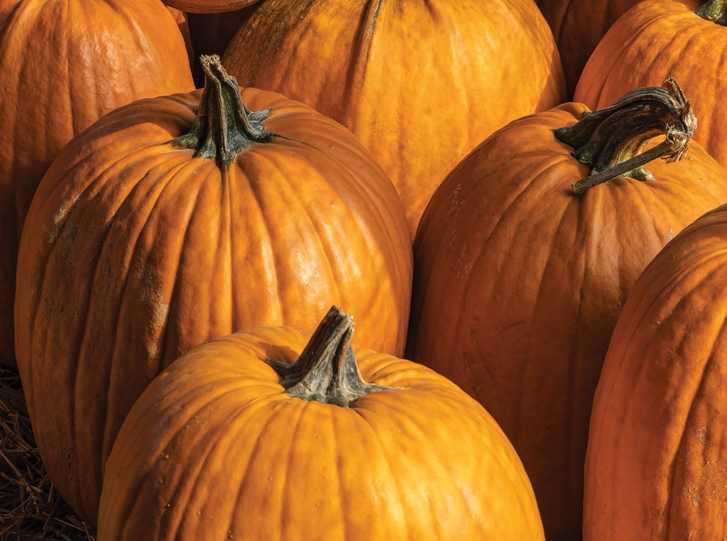 Pumpkins image