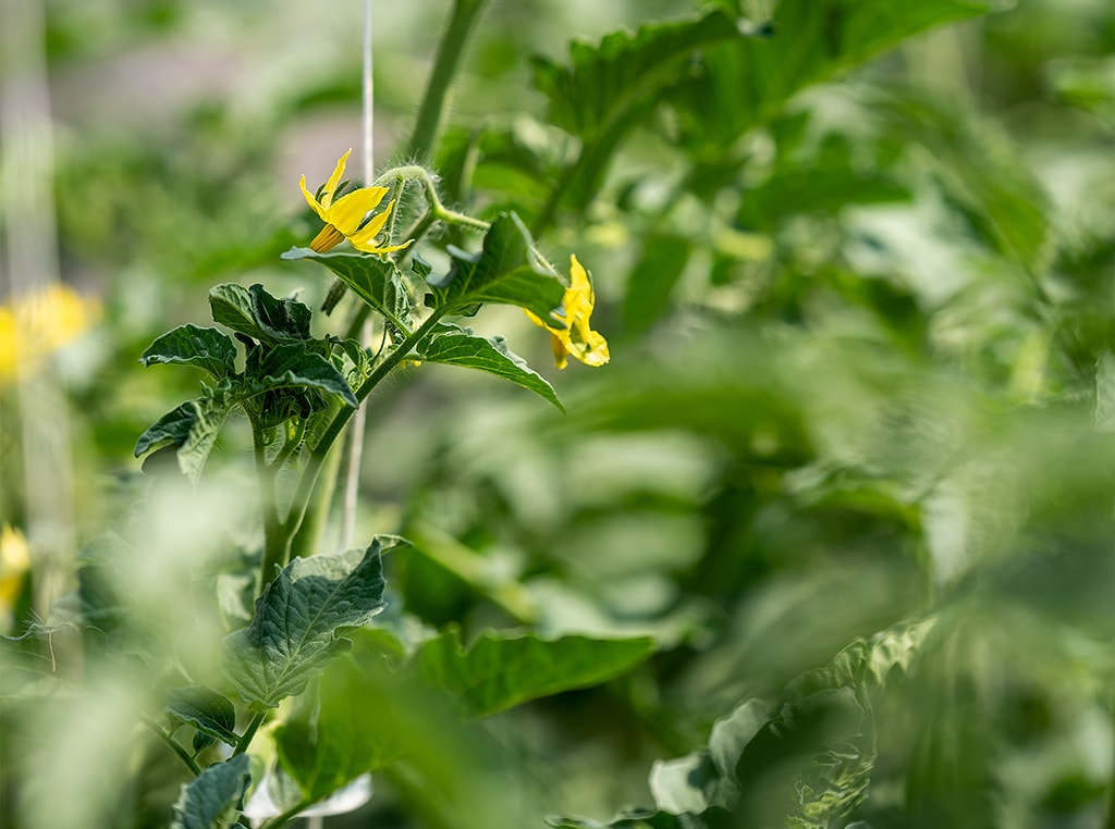 Close up photo of plant flowering