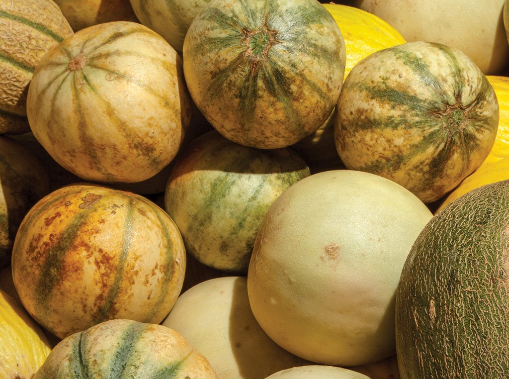 photo of cantaloupes